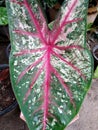 CaladiumÃ¢â¬â¹ bicolorÃ¢â¬â¹ PlantsÃ¢â¬â¹ Royalty Free Stock Photo